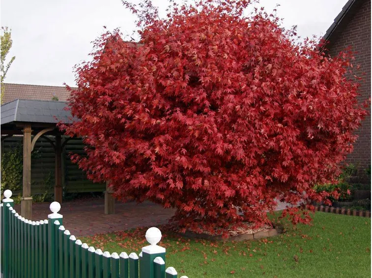 Un Acero giapponese Palmatum