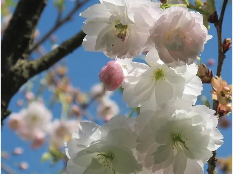 Un Prunus Tai-Haku