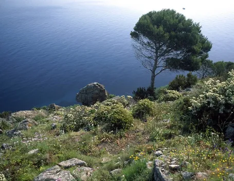 Tipica vegetazione mediterranea