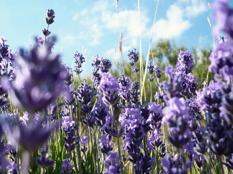 Lavanda