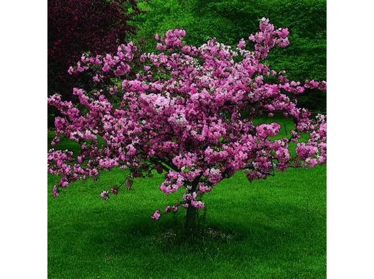 A ogni albero il suo spazio