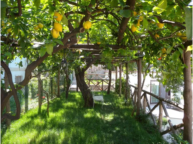 Alberi di limoni in giardino