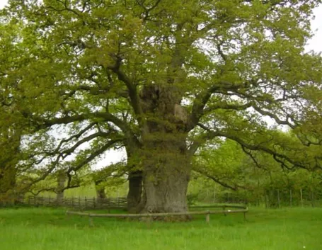 Alberi secolari: quercia