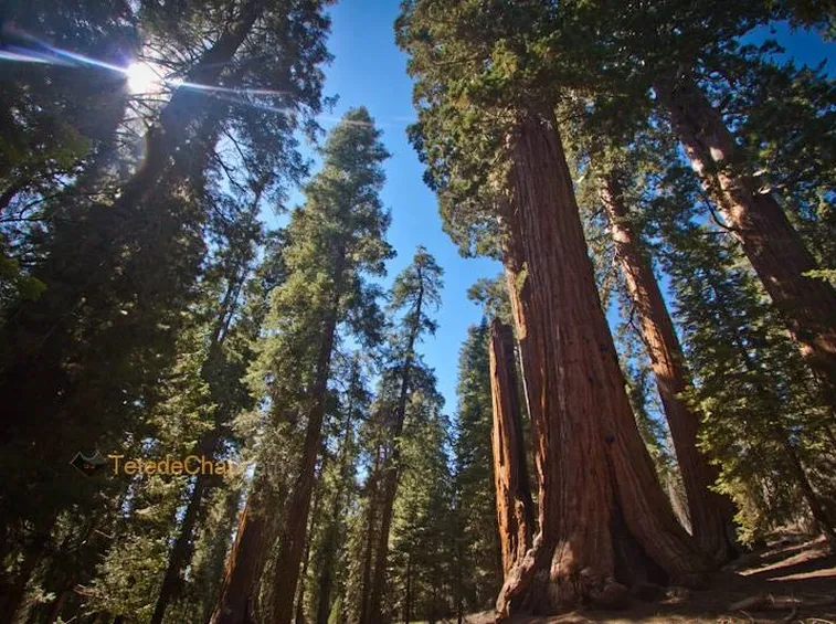 Alberi secolari: sequoia