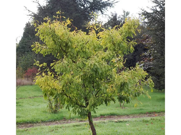 Alberi secolari: ginko bilboa