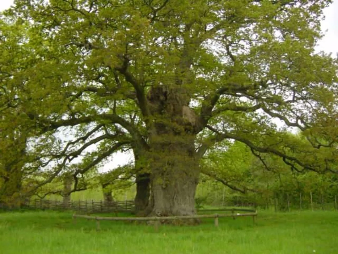 Alberi secolari: quercia