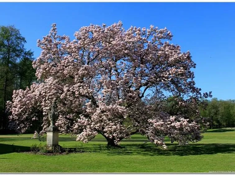 Albero di magnolia