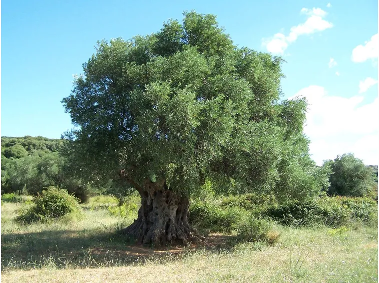 Albero di Olivo