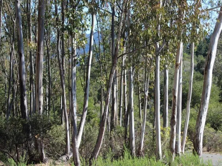 Alberi di Eucalipto