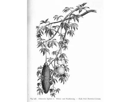 disegno botanico dei frutti dell'adansonia digitata