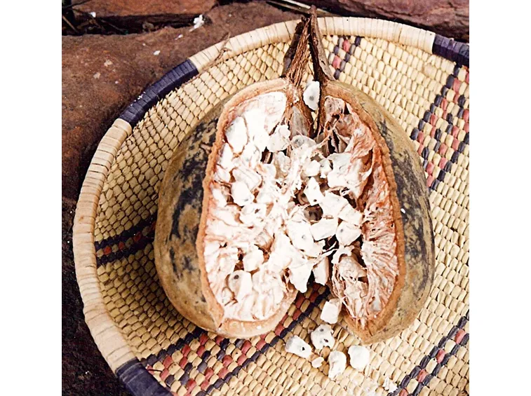 interno di un frutto di baobab
