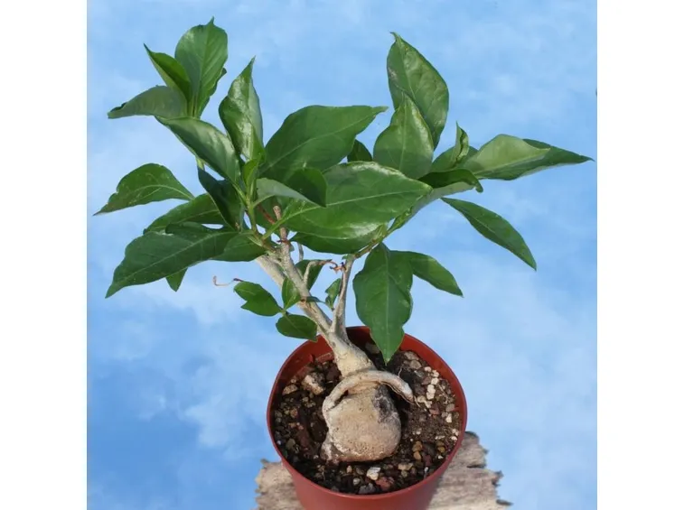 albero di baobab in vaso