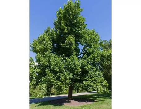 L'albero dei tulipani
