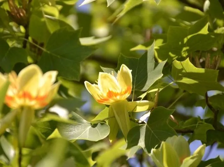 Fiori di Liriodendro