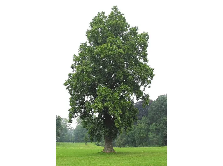 Un imponente albero di tulipani