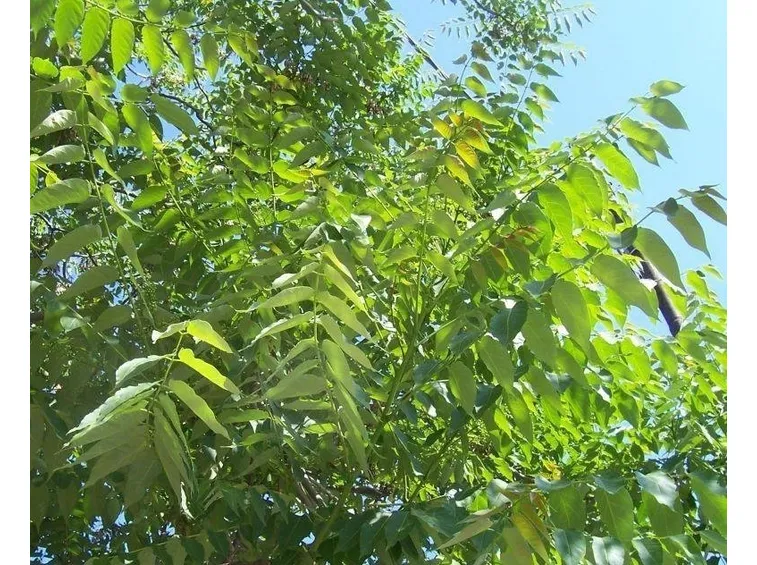 Foglie di Ailanto o albero del paradiso