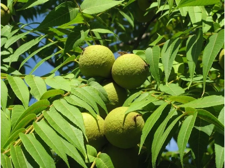 Frutto dell'albero del paradiso