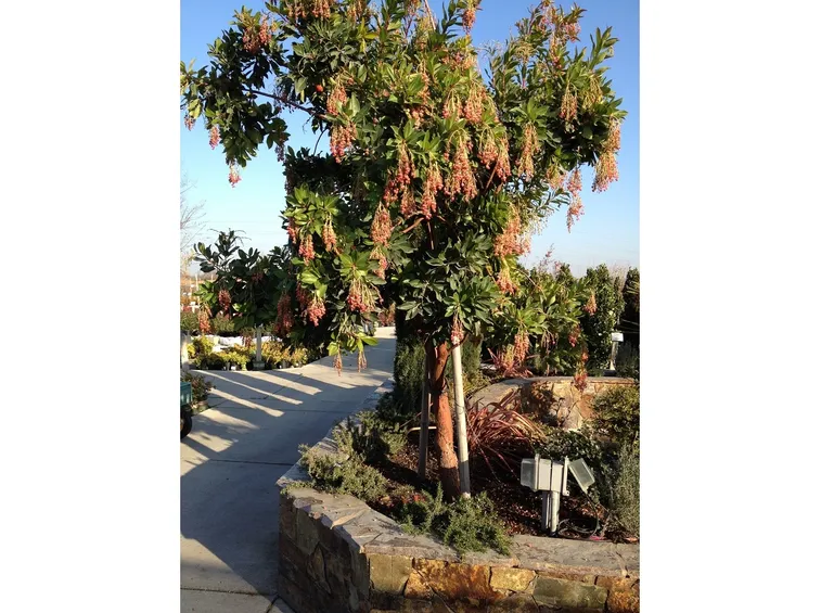 Albero pepe rosa