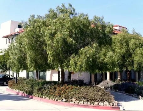 Albero del pepe rosa