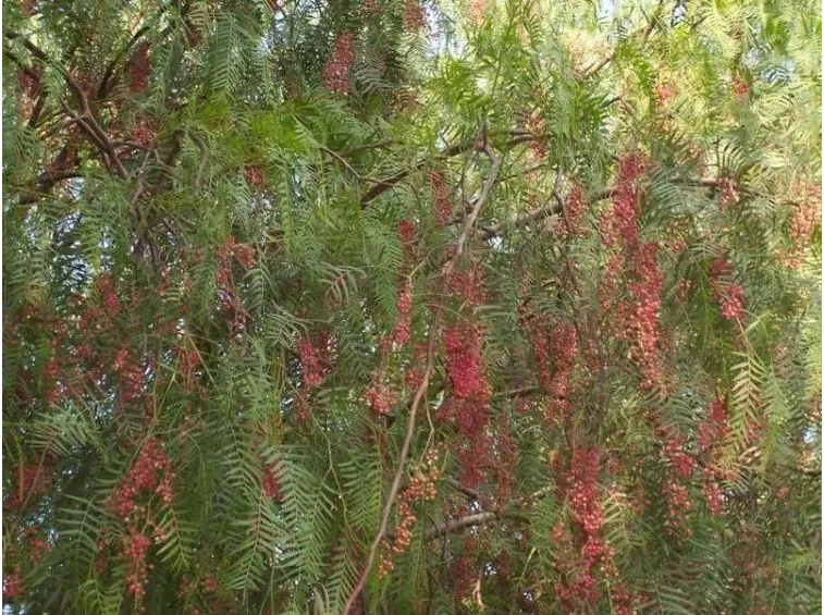 Albero con frutti
