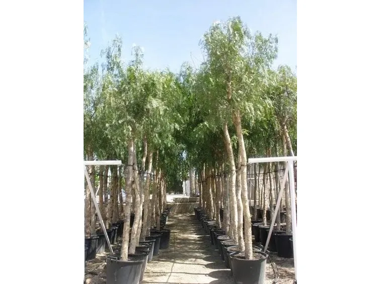 Giovani alberi di pepe rosa
