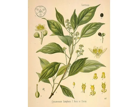 cinnamomum camphora