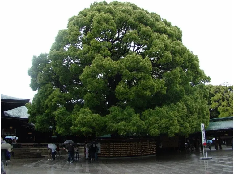 albero della canfora