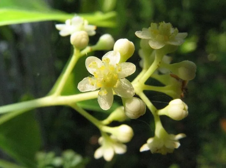 fiori dell'albero della canfora