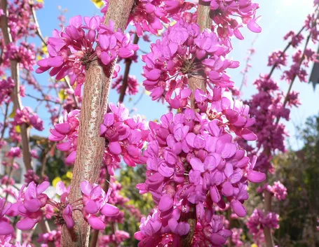 cercis siliquastrum