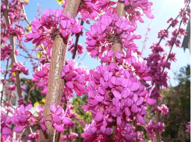 cercis siliquastrum