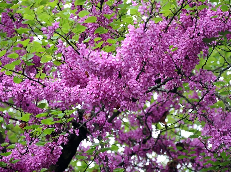 fiori albero di giuda