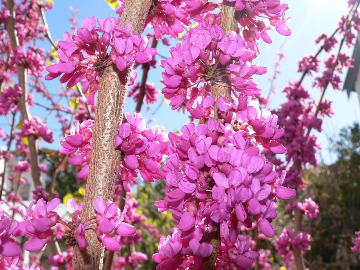 cercis siliquastrum
