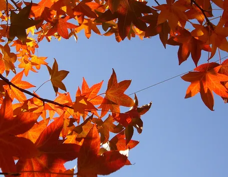 Fogliame dell'albero di Liquidambar