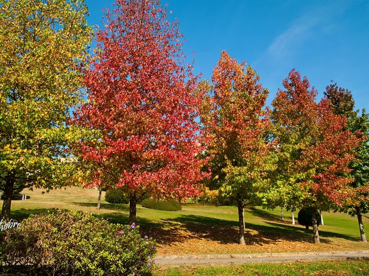 Alberi Liquidambar
