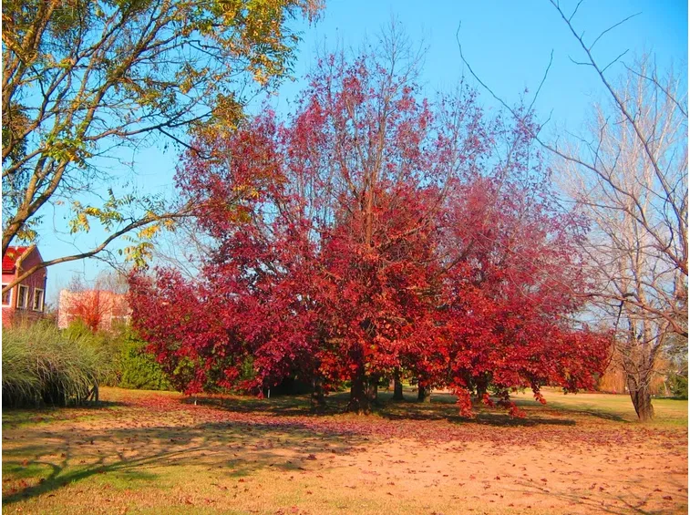 Albero specie Liquidambar