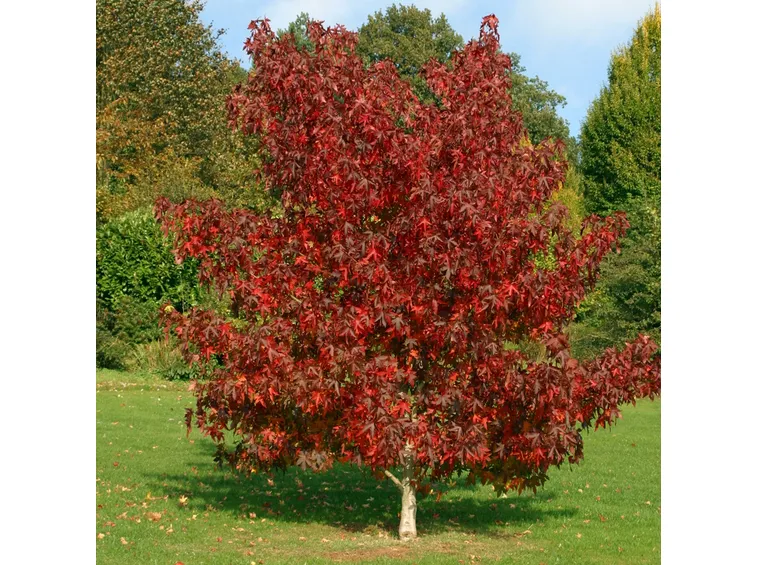 Albero latifoglie
