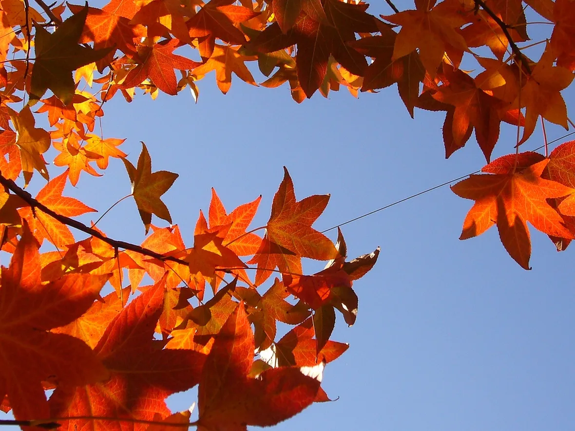 Fogliame dell'albero di Liquidambar