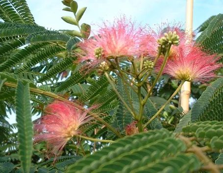 Albizia julibrissin