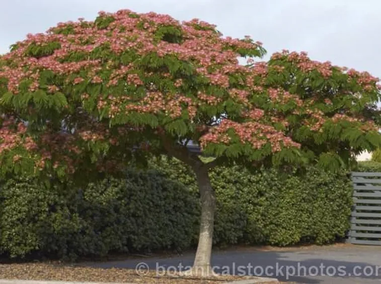 Albizia julibrissin in giardino