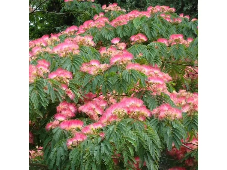 Fiori e foglie di albizia julibrissin