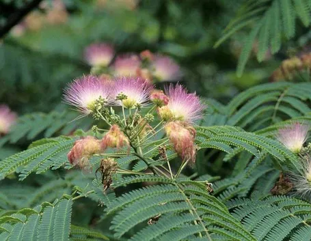 Pianta di Albizia
