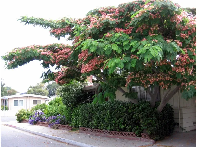 Pianta di Albizia all’esterno.