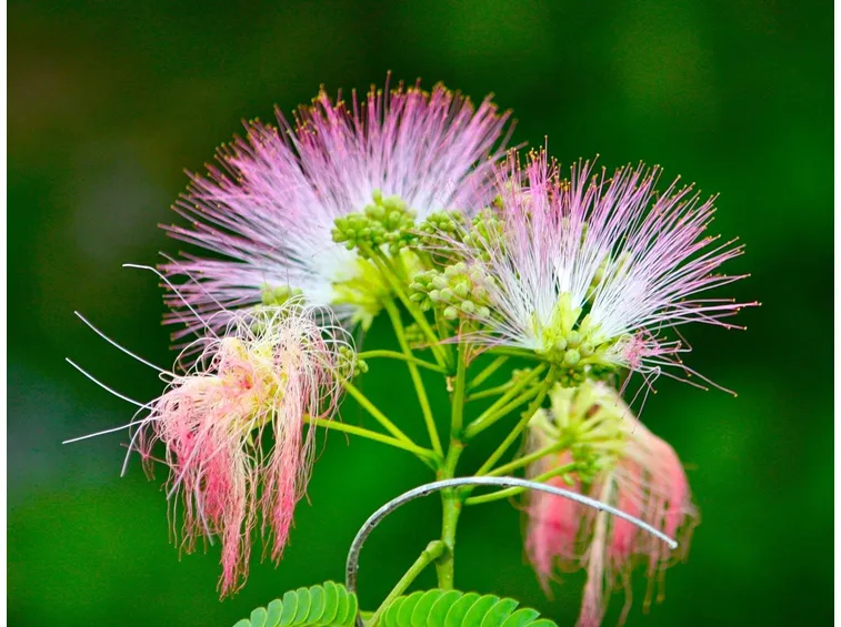 Fiori di Albizia.