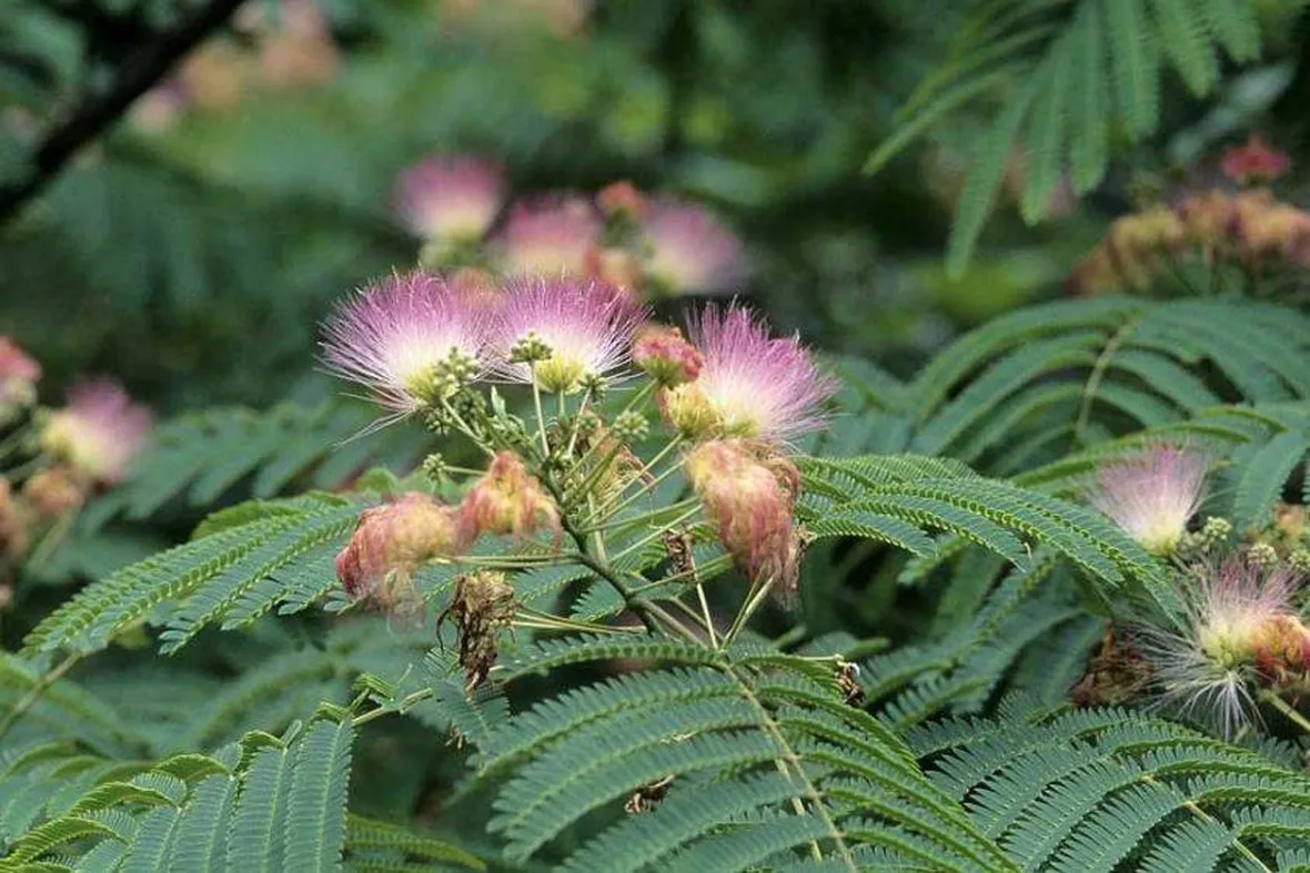 Pianta di Albizia