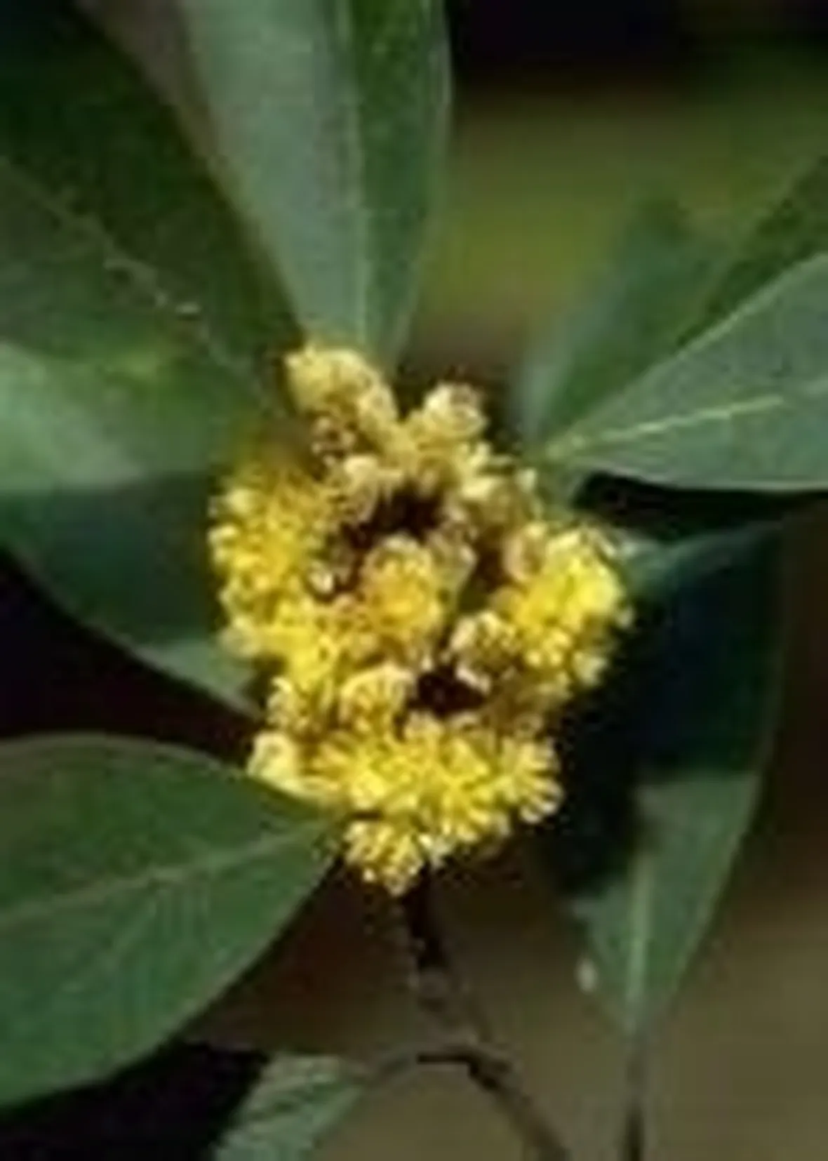 alloro