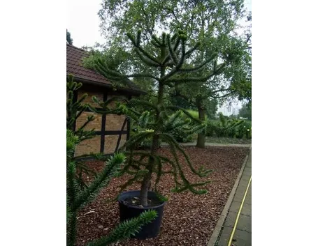 araucaria caucasia