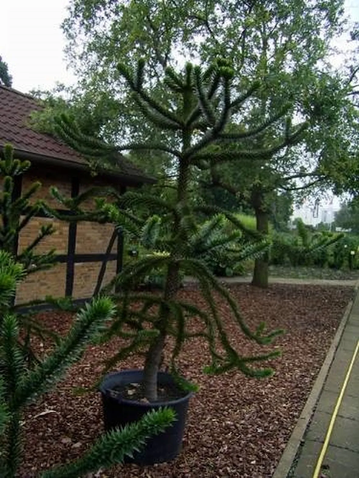 araucaria caucasia