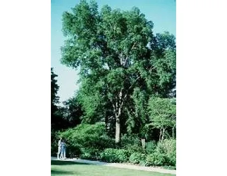 celtis