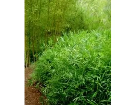 foto bambu 1