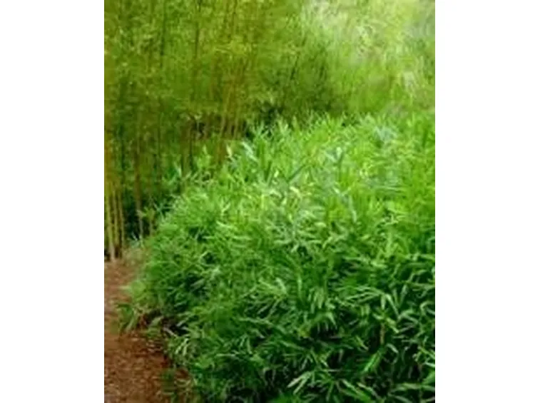 foto bambu 1